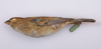 Media type: image;   Ornithology 230179